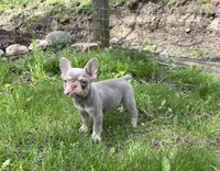 Izzy, a female French Bulldog for sale in Fredericksburg, OH – 3 of 5