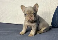 Izzy, a female French Bulldog for sale in Fredericksburg, OH – Photo 7 of 7