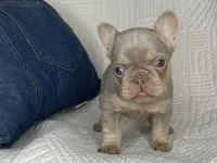Izzy, a female French Bulldog for sale in Fredericksburg, OH – Photo 4 of 7