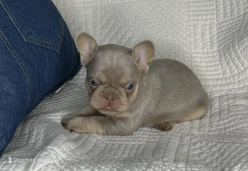 Izzy – French Bulldog puppy for sale in Fredericksburg, OH