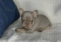 Izzy, a female French Bulldog for sale in Fredericksburg, OH – Photo 1 of 7