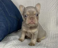 Izzy, a female French Bulldog for sale in Fredericksburg, OH – Photo 3 of 7