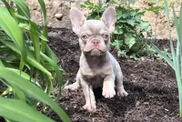 Izzy, a female French Bulldog for sale in Fredericksburg, OH – 1 of 5