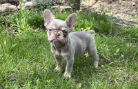 Izzy, a female French Bulldog for sale in Fredericksburg, OH – 5 of 5