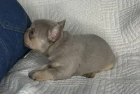 Izzy, a female French Bulldog for sale in Fredericksburg, OH – Photo 2 of 7