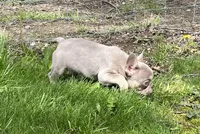 Izzy, a female French Bulldog for sale in Fredericksburg, OH – 2 of 5