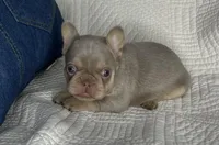 Izzy, a female French Bulldog for sale in Fredericksburg, OH – Photo 5 of 7