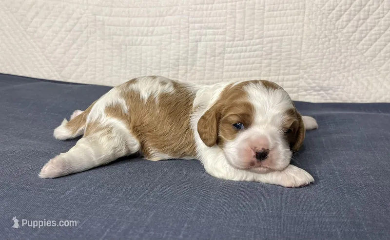 Jerry, a male Cavalier King Charles Spaniel for sale in Fredericksburg, OH – Photo 1 of 7