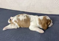 Jerry, a male Cavalier King Charles Spaniel for sale in Fredericksburg, OH – Photo 7 of 7