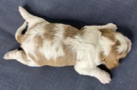 Jerry, a male Cavalier King Charles Spaniel for sale in Fredericksburg, OH – Photo 6 of 7