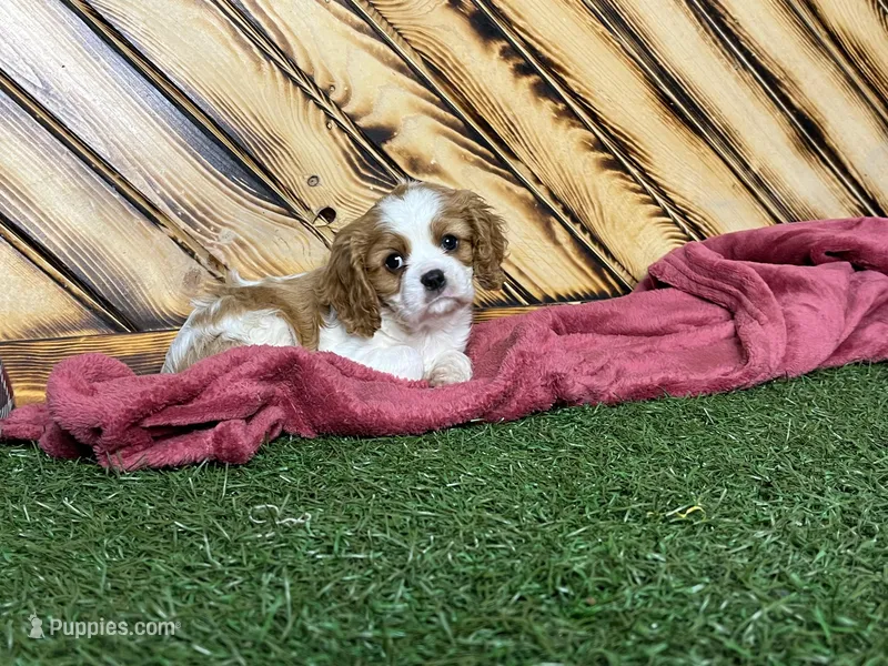 Jerry – Cavalier King Charles Spaniel puppy for sale in Fredericksburg, OH