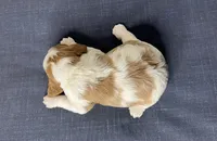 Jerry, a male Cavalier King Charles Spaniel for sale in Fredericksburg, OH – Photo 5 of 7