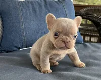 Simba jr, a male French Bulldog for sale in Fredericksburg, OH – Photo 4 of 5