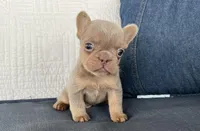 Simba jr, a male French Bulldog for sale in Fredericksburg, OH – Photo 5 of 5