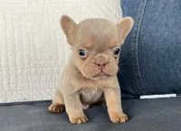 Simba jr, a male French Bulldog for sale in Fredericksburg, OH – Photo 2 of 5