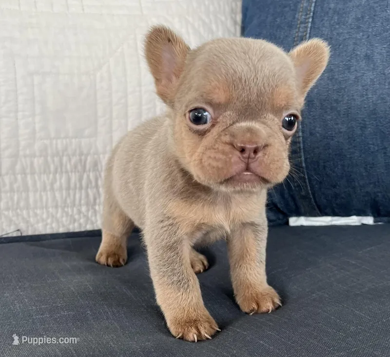 Simba jr – French Bulldog puppy for sale in Fredericksburg, OH