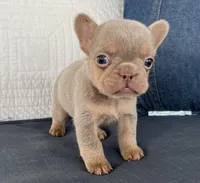 Simba jr, a male French Bulldog for sale in Fredericksburg, OH – Photo 1 of 5