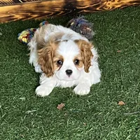 Chealsie, a female Cavalier King Charles Spaniel for sale in Fredericksburg, OH – Photo 1 of 6