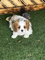 Chealsie, a female Cavalier King Charles Spaniel for sale in Fredericksburg, OH – Photo 1 of 6