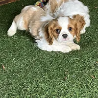 Chealsie, a female Cavalier King Charles Spaniel for sale in Fredericksburg, OH – Photo 2 of 6