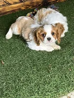 Chealsie, a female Cavalier King Charles Spaniel for sale in Fredericksburg, OH – Photo 2 of 6
