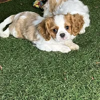 Chealsie, a female Cavalier King Charles Spaniel for sale in Fredericksburg, OH – Photo 4 of 6