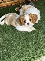 Chealsie, a female Cavalier King Charles Spaniel for sale in Fredericksburg, OH – Photo 4 of 6