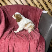 Chealsie, a female Cavalier King Charles Spaniel for sale in Fredericksburg, OH – Photo 3 of 6