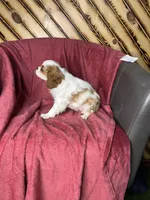 Chealsie, a female Cavalier King Charles Spaniel for sale in Fredericksburg, OH – Photo 3 of 6