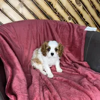 Chealsie, a female Cavalier King Charles Spaniel for sale in Fredericksburg, OH – Photo 5 of 6