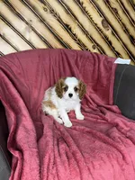 Chealsie, a female Cavalier King Charles Spaniel for sale in Fredericksburg, OH – Photo 5 of 6