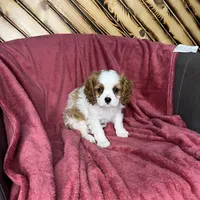 Chealsie, a female Cavalier King Charles Spaniel for sale in Fredericksburg, OH – Photo 6 of 6