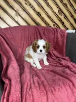 Chealsie, a female Cavalier King Charles Spaniel for sale in Fredericksburg, OH – Photo 6 of 6