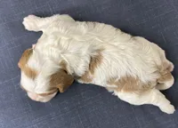 Judy, a female Cavalier King Charles Spaniel for sale in Fredericksburg, OH – Photo 5 of 6