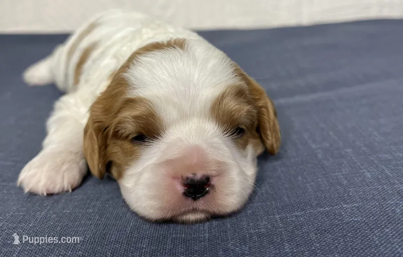 Judy – Cavalier King Charles Spaniel puppy for sale in Fredericksburg, OH