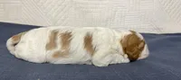 Judy, a female Cavalier King Charles Spaniel for sale in Fredericksburg, OH – Photo 4 of 6