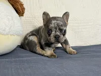 Rizzo, a male French Bulldog for sale in Fredericksburg, OH – Photo 5 of 6