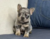 Rizzo, a male French Bulldog for sale in Fredericksburg, OH – Photo 3 of 6