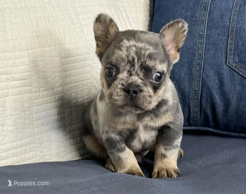 Rizzo – French Bulldog puppy for sale in Fredericksburg, OH