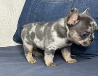 Rizzo, a male French Bulldog for sale in Fredericksburg, OH – Photo 2 of 6