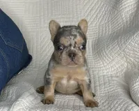 Ina, a female French Bulldog for sale in Fredericksburg, OH – Photo 2 of 6