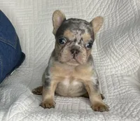 Ina, a female French Bulldog for sale in Fredericksburg, OH – Photo 1 of 6