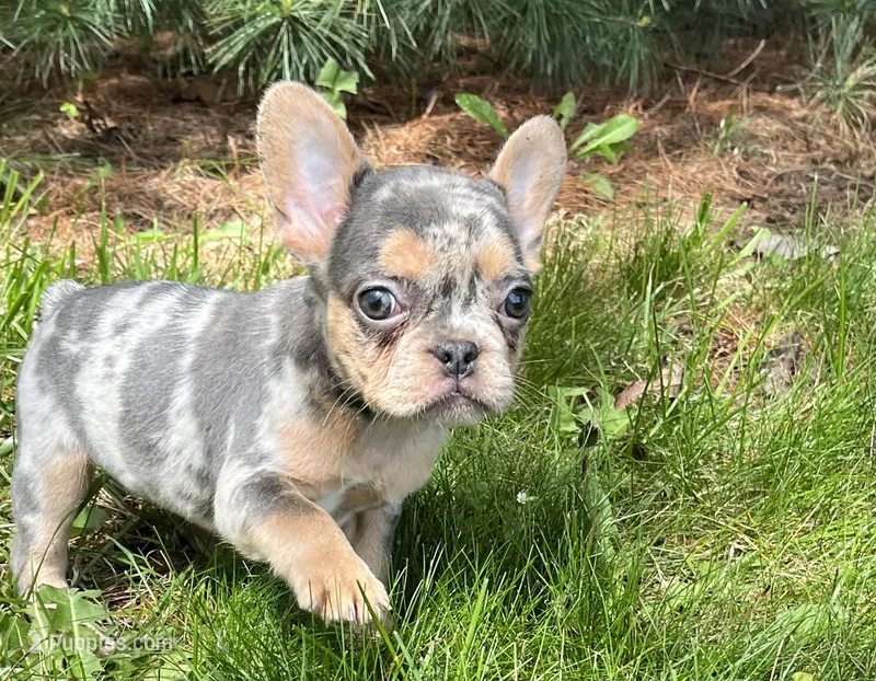 Ina – French Bulldog puppy for sale in Fredericksburg, OH