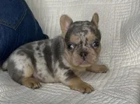 Ina, a female French Bulldog for sale in Fredericksburg, OH – Photo 4 of 6