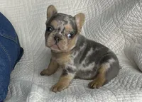 Ina, a female French Bulldog for sale in Fredericksburg, OH – Photo 5 of 6