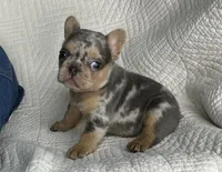 Ina, a female French Bulldog for sale in Fredericksburg, OH – Photo 6 of 6