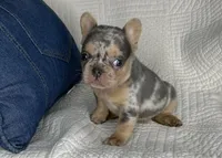 Ina, a female French Bulldog for sale in Fredericksburg, OH – Photo 3 of 6