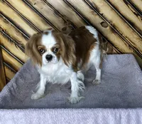 Dixie, a female Cavalier King Charles Spaniel for sale in Fredericksburg, OH – Photo 2 of 5