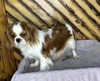 Dixie, a female Cavalier King Charles Spaniel for sale in Fredericksburg, OH – Photo 4 of 5