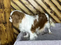 Dixie, a female Cavalier King Charles Spaniel for sale in Fredericksburg, OH – Photo 3 of 5